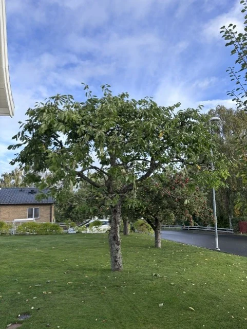 Fruktträd med beskuren krona i en trädgård