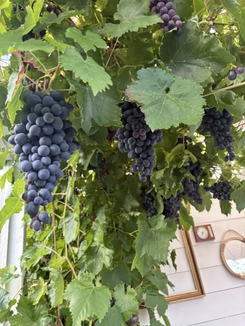 Mörka vindruvsklasar bland gröna blad
